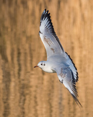 A White Seagull is Flying above the Water Surrounded by a Warm Background Created by the Reflection of the Dry Willow 