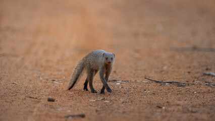 Banded mongoose ( Mungos mungo) Marakele National Park, South Africa