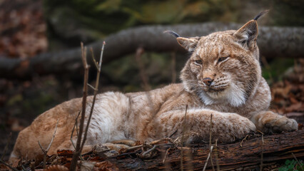 Portrait of Carpathian Lynx.