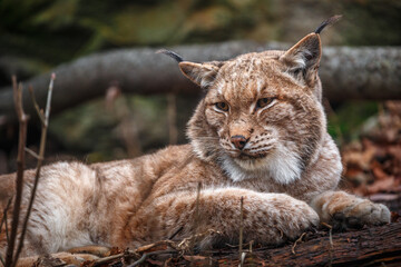 Portrait of Carpathian Lynx.