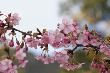 近江神宮の河津桜