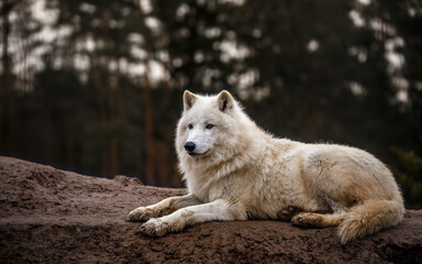 Portrait of Arctic wolf.