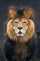 Obraz na płótnie Canvas Portrait of Lion.