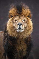 Portrait of Lion.