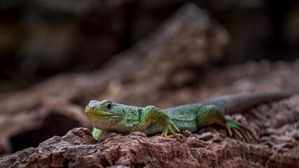 Lacerta lepida