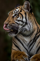 Portrait of Sumatran tiger