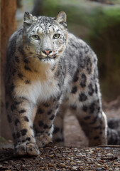Fototapeta na wymiar Snow leopard