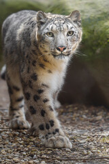 Snow leopard