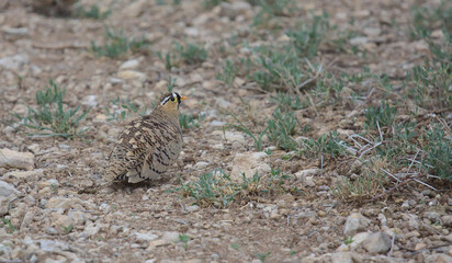 female black-faced sandgrouse sitting alert on the ground in the wild buffalo springs national reserve, kenya