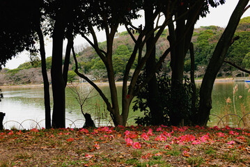 兵庫県・県立明石公園剛の池小雨立ち