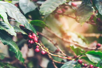 Ripe Red coffee bean berry plant fresh seed coffee tree growth in green eco organic farm. Close up red ripe seed robusta arabica berries harvest for  coffee garden. Fresh coffee bean green leaf bush