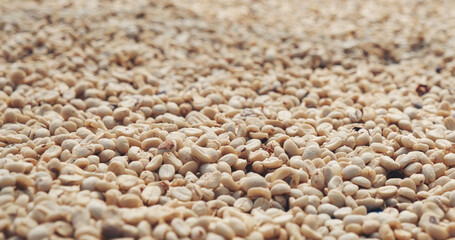 Raw coffee beans heap dry green seed unroasted grain in eco farm. Aroma espresso farm plant coffee bean agriculture objects. Sun dried Freshness Arabica processing harvest black coffee