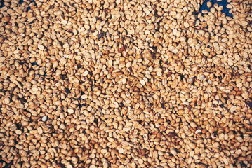 Raw coffee beans heap dry green seed unroasted grain in eco farm. Aroma espresso farm plant coffee bean agriculture objects. Sun dried Freshness Arabica processing harvest black coffee