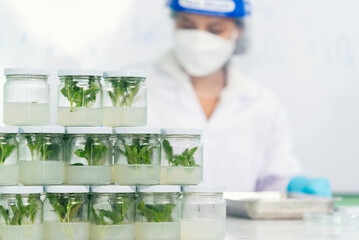 Biochemistry asian Scientist women working plants tissue culture biotechnology in science lab....