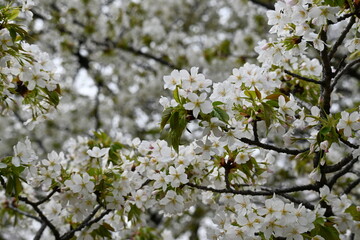 桜