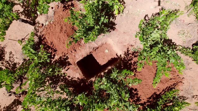 Rising shot of a Calicata with Carignan clay soil in Maule Valley, Chile