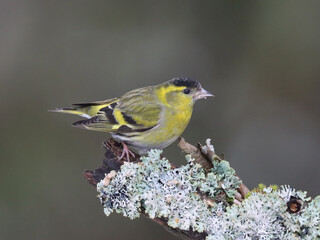 Eurasian siskin