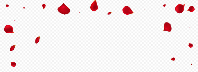 Pink Cherry Fly Vector Panoramic Transparent