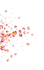 Pink Rose Fly Vector White Background. Spring