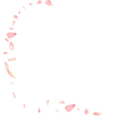 Pastel Flower Petal Vector White Background. Pink