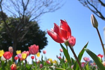 チューリップ