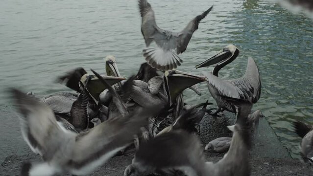 Hungry pelicans fighting over fish at a street market in Buenaventura, Colombia