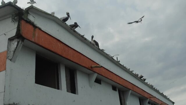 Pelicans over a roof at a street market in Buenaventura, Colombia