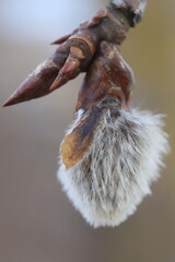 buds of a willow