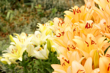 orange lilies in the garden of a country house, beautiful flowers in a flowerbed on a summer evening