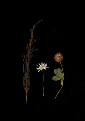 Pressed Dried Herbarium of Various Plants on Black Background