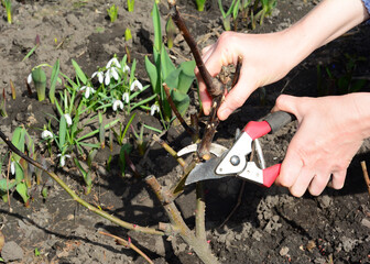 Removing an old cane from a rose. Gardener pruning rose bush and cutting dead wood to prevent...
