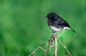 bird on the branch in blur green background, The pied bush chat is a small passerine bird found ranging from West Asia and Central Asia 