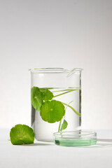 Closeup view of a glass transparent beaker containing water and Gotu kola (Centella asiatica) leaves inside, decorated with a petri dish. Natural organic beauty cosmetics concept.