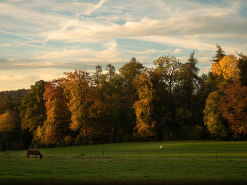 Horse stands in front of large forest in twilight light.