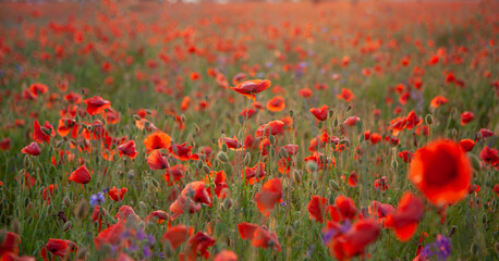 Field of poppies selective focus. Nature summer wild flowers. Vivid red flower poppies plant. Buds of wildflowers. Poppy blossom background. Floral botanical freedom mood. Leaf and bush poppy flower.