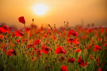 Fotobehang Bloemen Field of poppies selective focus. Nature summer wild flowers. Vivid red flower poppies plant. Buds of wildflowers. Poppy blossom background. Floral botanical mood. Leaf and bush poppy flower. Sky  © Real_life