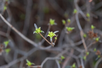 Wild azalea leaves seen in early spring.