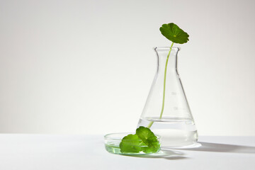 An erlenmeyer flask and a glass petri dish of gotu kola leaves on white background. Blank space to...