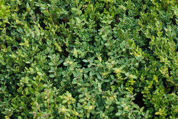 Fototapeta na wymiar A green leafy plant found on the roadside. Natural texture, green background