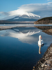 富士山と山中湖のコブハクチョウ