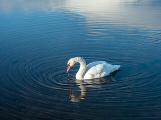 Obraz premium 山中湖のコブハクチョウ