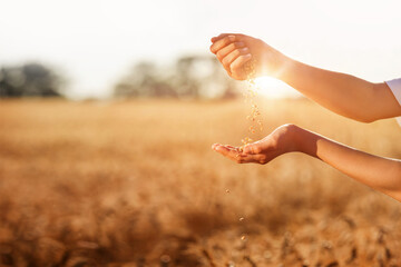 Female pours wheat from hand to hand on wheat field background. Cultivation of grains concept. Space for text. © Olha
