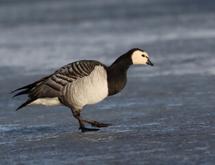 Barnacle goose