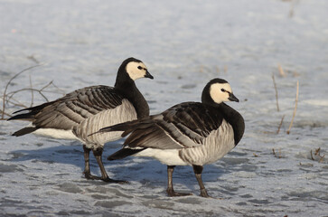 Barnacle goose