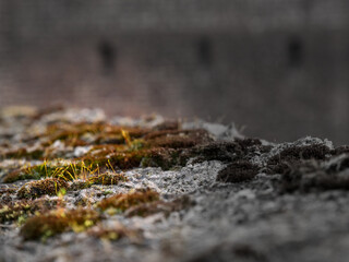 close up on lichen and moss on a concrete wall, with vignetting.