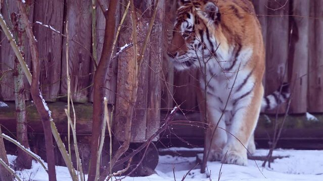 4k120 fps super slow motion video of big male Siberian tiger, panthera tigris altaica in cold winter forest after snowfall , national park Leopard Land, filmed on Nikon z9 high quality 8k camera