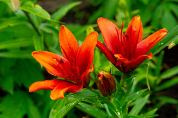 Red orange lilies in the summer garden