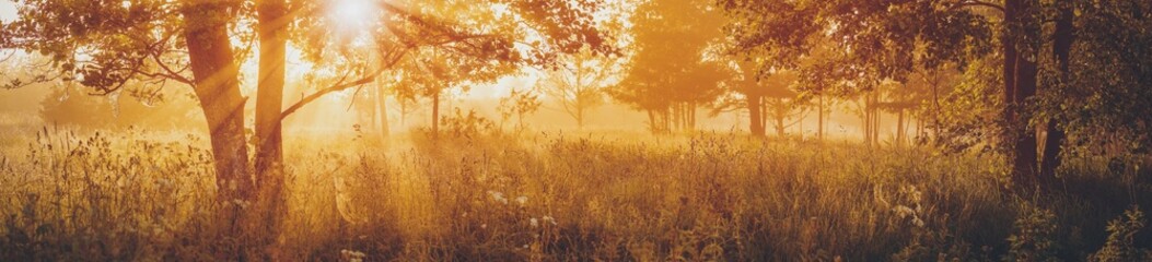 Sunrise in the morning in foggy illuminated woodland.