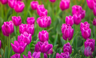 Blooming Tulips. Spring floral background. Field of bright beautiful tulips close-up. Pink and purple tulips at a flower festival in Holland. long banner