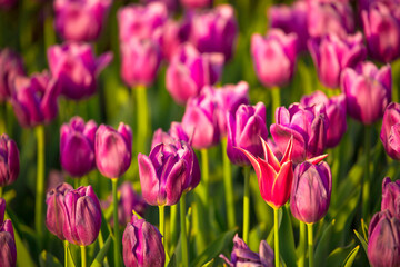 Blooming Tulips. Spring floral background. Field of bright beautiful tulips close-up. Pink and purple tulips at a flower festival in Holland. long banner